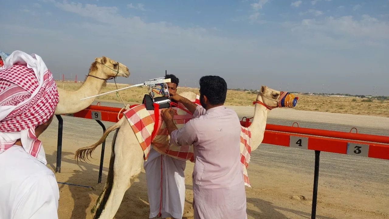 Two racing camels being fitted with the robot jockey prototype at a race track in the Emirates